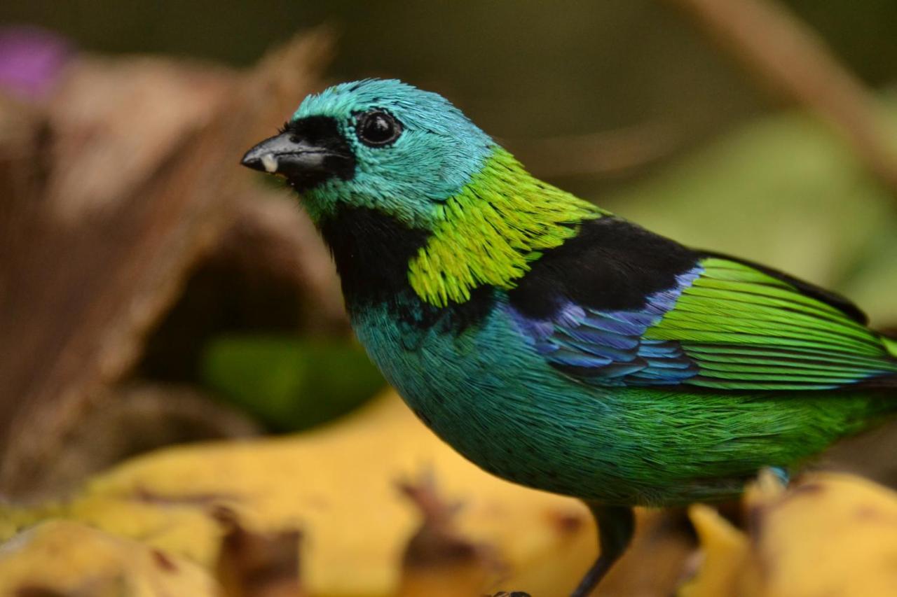 Casa Da Floresta Pico Da Aguia 帕拉蒂 外观 照片