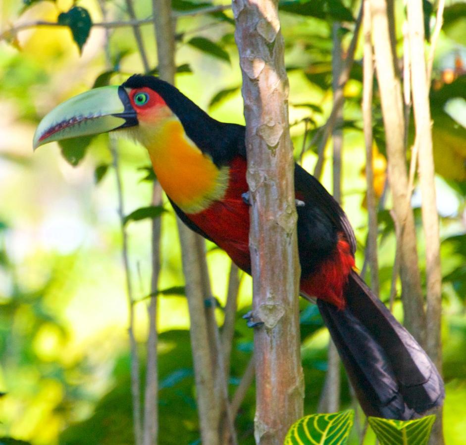 Casa Da Floresta Pico Da Aguia 帕拉蒂 外观 照片