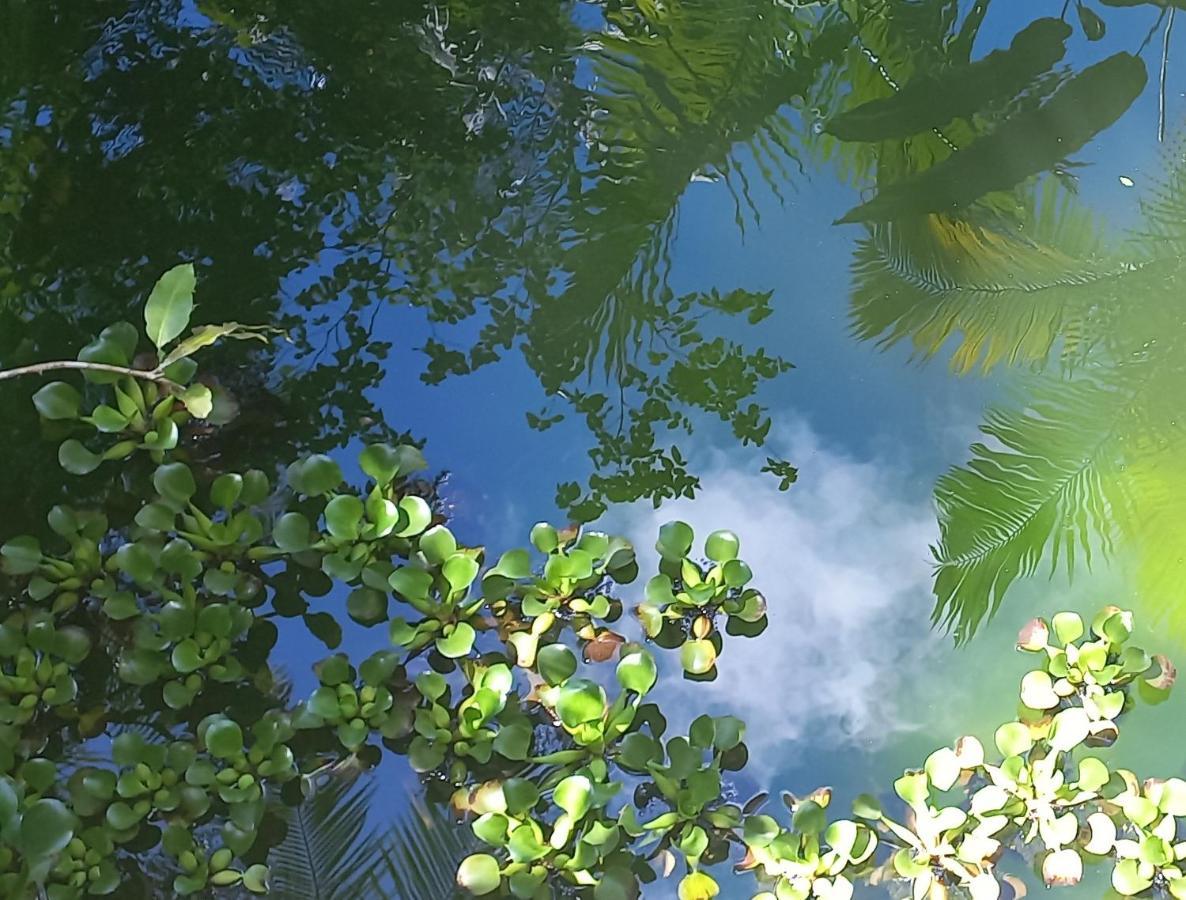 Casa Da Floresta Pico Da Aguia 帕拉蒂 外观 照片